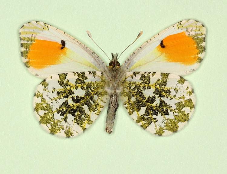 Anthocharis cardamines (gynandromorph,verso 3) (Internet Image property of respective owner, non-commercial use only)
